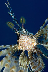 Lionfish by Dray Van Beeck 